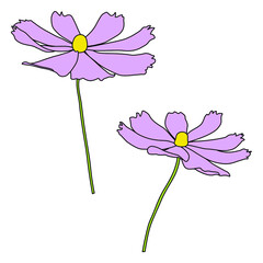 Wall Mural - Set of cosmos flower branch vector simple illustration isolated on white background. Outline hand drawn colored version. Floral vector for childrens illustration, summer design.