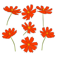 Wall Mural - Set of cosmos flower branch vector simple illustration isolated on white background. Outline hand drawn colored version. Floral vector for childrens illustration, summer design.