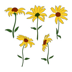 Wall Mural - Set of open heliopsis blossom vector color, yellow illustration isolated on white background. Vector sketch style top view hand drawing of wild, heliopsis, false sunflower.