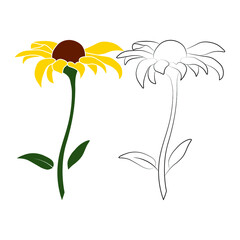 Wall Mural - Set of two open heliopsis blossom vector outline and color illustration isolated on white background. Vector sketch style top view hand drawing of wild, heliopsis, false sunflower.