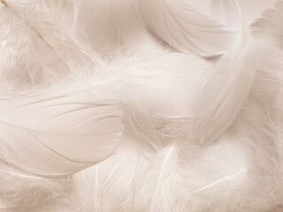 Wall Mural - Beautiful abstract white feathers on white background, soft white feather texture on white texture pattern, dark theme wallpaper, gray feather background, gray banners, white gradient
