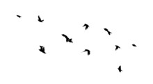 A Flock Of Flying Birds. Free Birds. Flying Seagulls. Vector Illustration