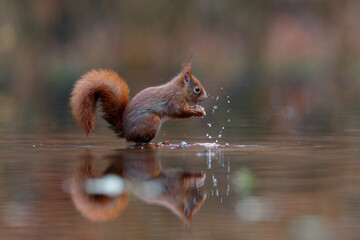 Wall Mural - Eurasian red squirrel (Sciurus vulgaris) searching for food in the forest in the South of the Netherlands. 
