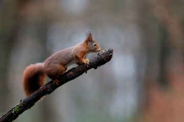 Wall Mural - Eurasian red squirrel (Sciurus vulgaris) searching for food in the forest in the South of the Netherlands. 
