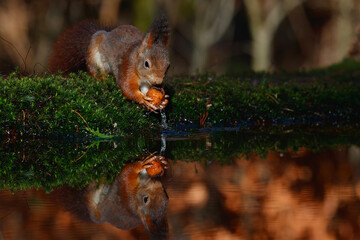 Wall Mural - Eurasian red squirrel (Sciurus vulgaris) searching for food in the forest in the South of the Netherlands. 