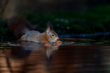Wall Mural - Eurasian red squirrel (Sciurus vulgaris) searching for food in the forest in the South of the Netherlands. 