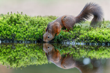Wall Mural - Eurasian red squirrel (Sciurus vulgaris) searching for food in the forest in the South of the Netherlands. 