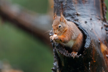 Wall Mural - Eurasian red squirrel (Sciurus vulgaris) searching for food in the forest in the South of the Netherlands. 
