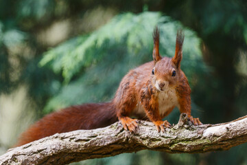 Wall Mural - Eurasian red squirrel (Sciurus vulgaris) searching for food in the forest in the South of the Netherlands. 