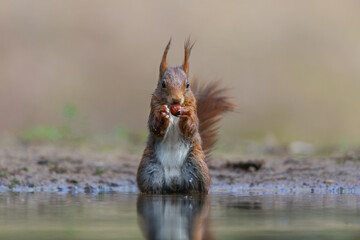 Wall Mural - Eurasian red squirrel (Sciurus vulgaris) searching for food in the forest in the South of the Netherlands. 
