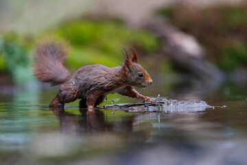 Wall Mural - Eurasian red squirrel (Sciurus vulgaris) searching for food in the forest in the South of the Netherlands. 