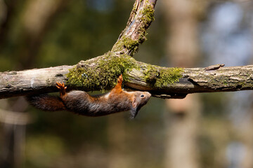 Wall Mural - Eurasian red squirrel (Sciurus vulgaris) searching for food in the forest in the South of the Netherlands. 