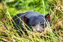 Tasmanian Devil In Long Grass