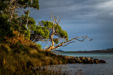 Landscape Scene Of Dead Tree By The Waters Edge