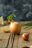 Fototapeta Miasto - sprouted cibula. onions on a wooden table. golden onion
