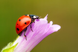 Fototapeta Niebo - Beautiful ladybug on leaf defocused background