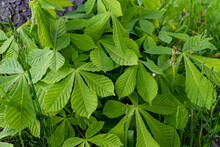 Green Chestnut Leaves In Beautiful Light, Spring Season, Spring Colors