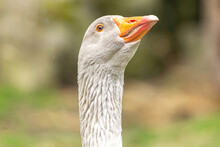 Head Portrait Of A Grey Free-range Goose On A Pasture Outdoors