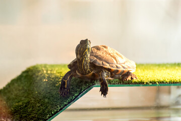 domestic turtle (trachemys dorbigni) sunbathing.