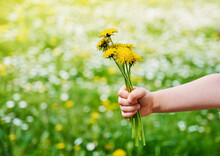 Child Hand Is Holding A Flower Yellow Dandelions On The Background Of Blurred Meadow With Blooming Wild Flowers. Focus For Flowers.