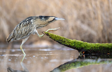 Canvas Print - Great bittern bird ( Botaurus stellaris ) close up