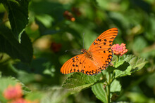The Gulf Fritillary Or Passion Butterfly (Agraulis Vanillae Maculosa, Or Dione Vanillae)