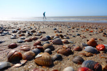 Many Shells In The Netherlands
