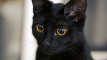 The Black Cat With Yellow Eyes. Clip. Black Cat With Red Eyes At Home