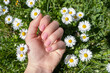 Female hand with spring nail design. Glitter pink nail polish manicure. Female hand with chamomile flowers