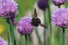 A Carpenter Bee On Purple Flower.