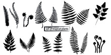 Silhouettes Leaves Of Fern, A Large Set Of Tropical Plants, All Images Are Isolated, Vector Graphics