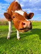 Funny cow in the green grass meadow. Cute brown calf looking at camera.