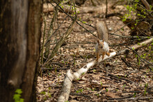 Portrait Grey Fluffy Squirrel Running Spring Forest.