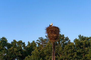 the stork sits alone in the nest against the background of a pine forest and a blue sky.