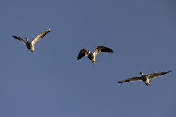 Poster - Close view of a snow geese flying in beautiful light, seen in the wild in South Oregon