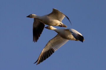 Wall Mural - Close view of a snow geese flying in beautiful light, seen in the wild in South Oregon