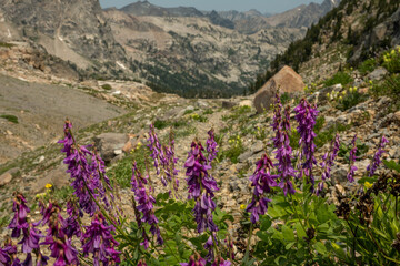 Poster - Monkshead Wildflowers Bloom in the Teton Mountains