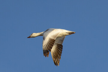 Poster - Close view of a snow goose flying in beautiful light, seen in the wild in South Oregon