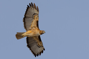 Canvas Print - Bottom view of a red-tailed hawk flying, seen in the wild in  North California 