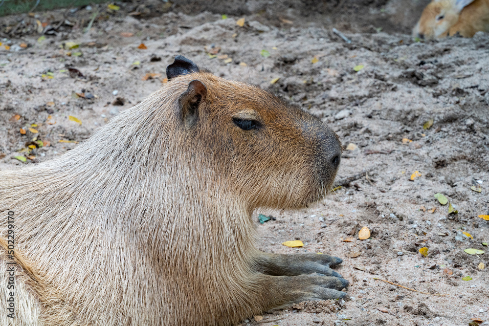 The capybara is a semi-aquatic herbivorous mammal from the capybara ...