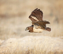 Burrowing Owl Out In Nature