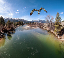 Aerial View Of A Beautiful River With A Blue Sky During Summer With An Osprey Carrying A Fish