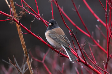 Wall Mural - Dark eyed junco sitting on a branch