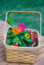 Summer Harvest Home Grown Organic Garden Vegetables And Herbs, With Zinnias, Heirloom Tomatoes, Jing Orange Okra And Basil In A Wooden Basket. Healthy Living Concept With Copy Space Room For Text