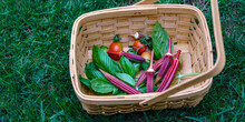 Panorama With Copy Space, Home Grown Organic Garden Vegetables And Herbs, Tomatoes, Okra And Basil In A Wood Basket On A Grass Lawn.