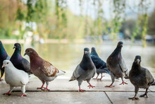 A Group Of Different Curious Urban Pigeons Are Looking At The Camera. Pigeon Birds On The City Embankment.
