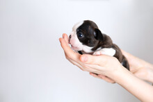 Women's Hands Hold A Cute Little Boston Terrier Puppy On A White Grey Background. Space For Text.