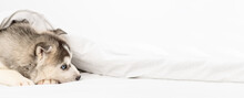 A Small Blue-eyed Husky Puppy Lying Under A Blanket At Home And Laying His Head On The Bed With His Paws Outstretched. Stretched Panoramic Image For Banner