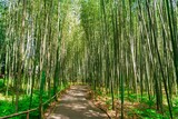 Fototapeta Las - bamboo forest path