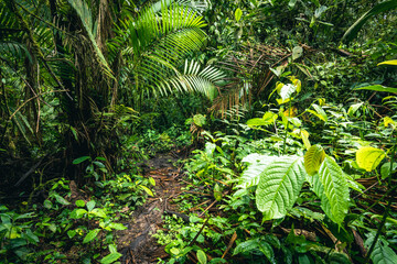 Poster - Ecuador Rainforest. Green nature hiking trail path in tropical jungle. Mindo Valley - Nambillo Cloud Forest, Ecuador, Andes. South America.